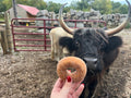 Apple Cider Donuts